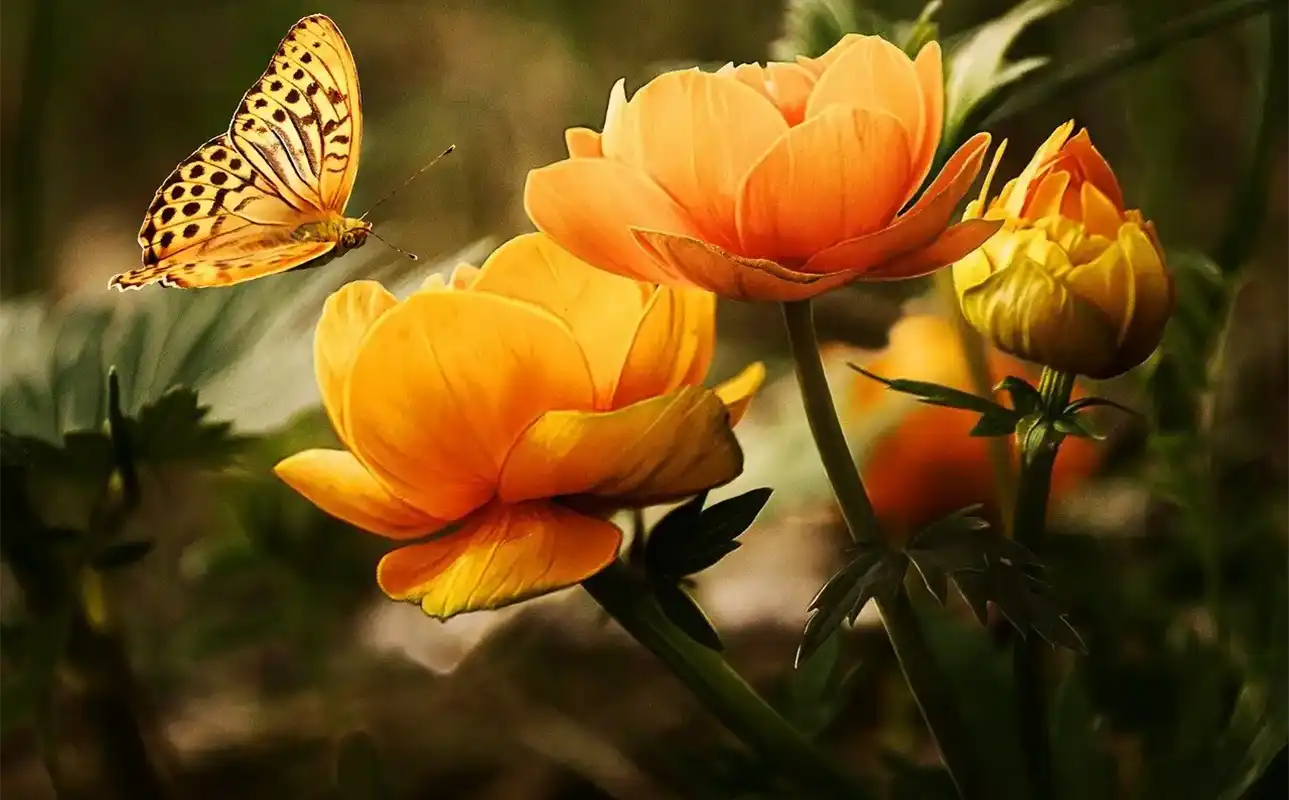 a yellow and black butterfly comes in for a landing on some yellow-orange flowers