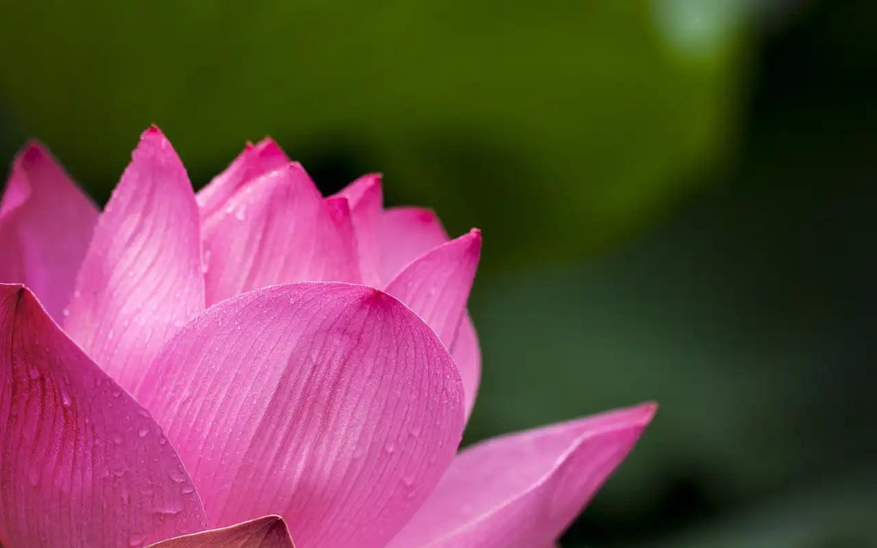 large pink lotus with green background